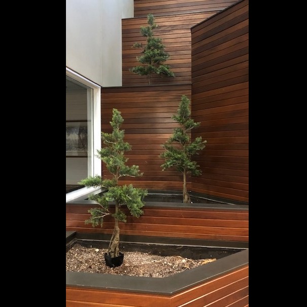 Potted Cedar Trees for themed events - Themed Rentals - Artificial Cedar Tree rental